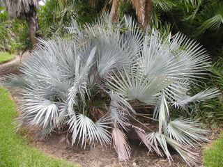 Mexican Dwarf Blue Palm Brahea Decumbens RARE 1 Gallon