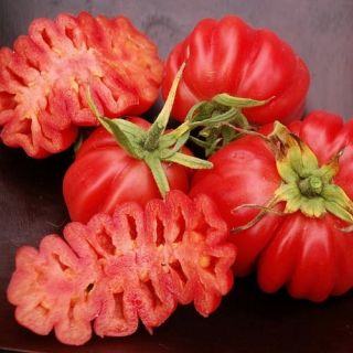  Tomato Incan Heirloom 30 Seeds Loves Heat Drought Tolerant