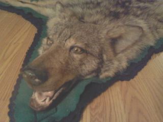  Coyote Rug Taxidermy Mount Large