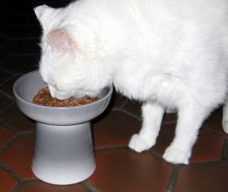 Raised Cat Dog Multi Use Dish Dry Hard Food Dish Water Bowl Stoneware