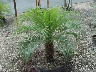 Dwarf Date Palm Phoenix Roebelenii 20 Seeds