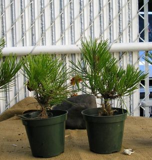 Japanese Black Pine Evergreen Good Bonsai Specimens