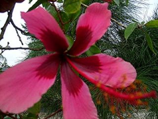 Hibiscus Tree Plant Fiji Island Pink RARE Hard to Find