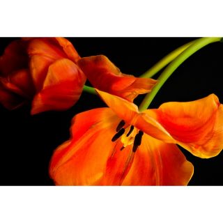  orange flower giclee canvas rating 1 $ 129 95 or 3 flexpays of $ 43