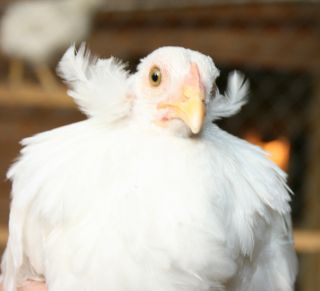 True Araucana Hatching Eggs Tufted Rumpless RARE Breed Chickens NPIP