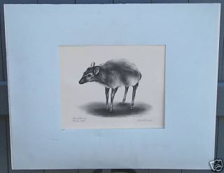 Detailed Roberta Everett Animal Lithograph 2 Mouse Deer
