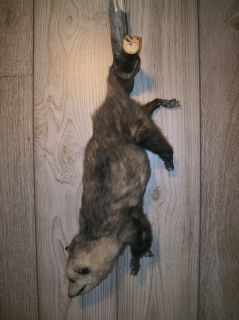 Large Opossum Exotic Animal Fur Taxidermy Full Bodied Hanging Wall