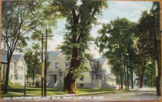 1910 Postcard Jonathan Edwards Elm Northampton Mass