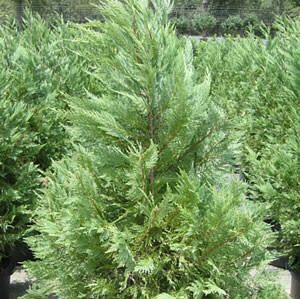 Leyland Cypress One Gallon Evergreen Plant