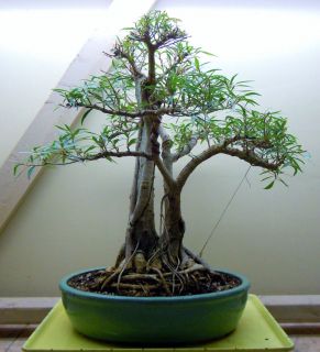 Narrow Leaf Ficus Bonsai Tree and Pot Speciman Plant