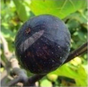 Violette Solise Fruit Fig Cuttings Grow Your Own Plant
