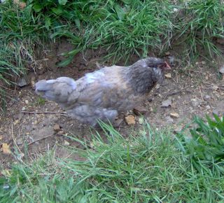 Mahanaim Farm Surprise Dozens Chicken Hatching Eggs