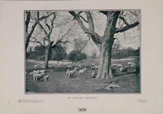 1904 Orig Print Sheep Flock Pasture England G Bullen Original