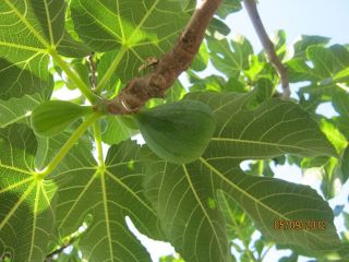  Organic Fig Tree Cutting