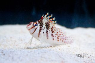 Falco Red Spotted Hawkfish Cirrhitichthys Falco Live Saltwater Fish