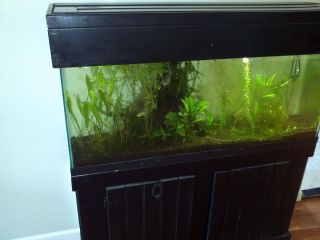 55 Gallon Aquarium Fish Tank with Stand Hood EXTRAS