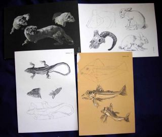 Rabbit Amphibian Fish Drawing Lithographs