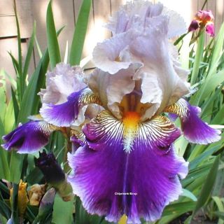 Tall Bearded Iris Over 20 000 Live Flower Bulb Lot WOW