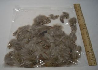 Lot Fishing Fly Tying Gray Brown Black Feathers Crafts