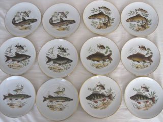 Naaman Israel Porcelain Dinnerware Plates Set of 12 Fish Gold Trim 6 5