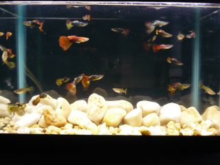 LIVE FANCY GUPPIES Assorted Color tropical fish tank aquarium pet