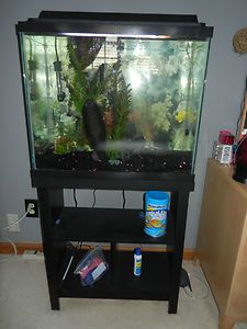 Fish Tank With Stand in Aquariums