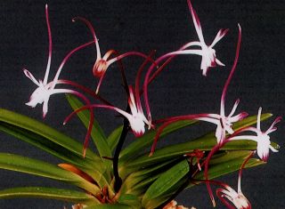 Japan Neofinetia Falcata Hanakanzashi Red Species Orchid