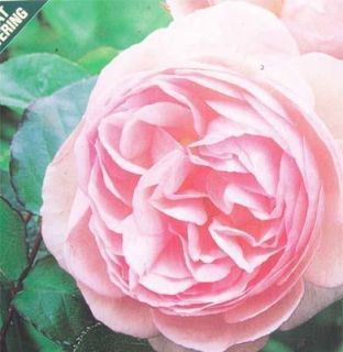  Soft Pink Small Climber Roses Large Flower Plant Rose Bush
