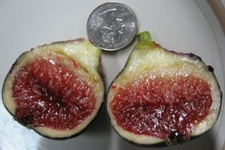 kkfromnj on the fig forum at the gardenweb my cutting came from