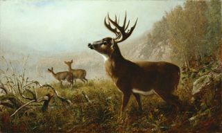 Arthur Fitzwilliam Tait Tempting Shot Stag Deer Print