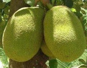  Oriental Fruits JACK FRUIT Fresh Seed for you to grow your own fruit