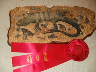 Spiny tailed lizard taxidermy mount reptile habitat trophy room