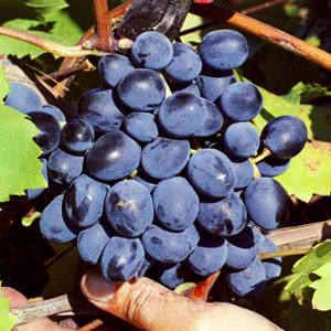 Fredonia Grape vines plants Grow your own for Wine Juice grape