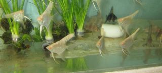 Albino Pearlscale Angel Fish For Live Freshwater Aquarium Fish