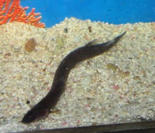 Live Fish Black Kuhli Loach 3 For Freshwater Plant Aquarium