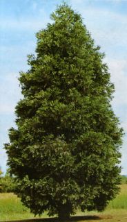  Incense Cedar Calocedrus Decurrens Tree Seeds