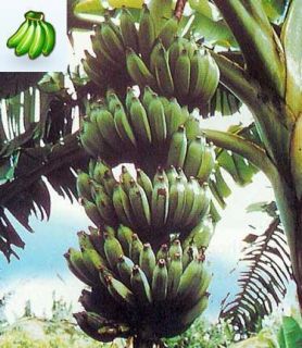 Zan Moreno Banana Plant Fruit Tree A Desert Banana