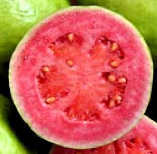 Grow Your Own Healthy Fruits Lycopene Rich Pink Guava