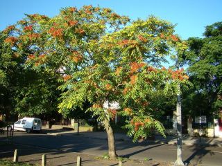 Tree of Heaven Ailanthus Altissima Tree Seeds Fast Hardy