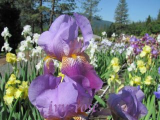  Alcazar Tall Bearded Iris Iris Thinning Sale Rhizome Plant Bulb