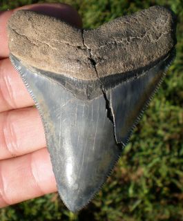  50 Repaired Megalodon with Tip Gainesville,Florida Fossil Shark Tooth