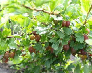  Gooseberry Plant Very Productive Large Size Berry Zones 4 8