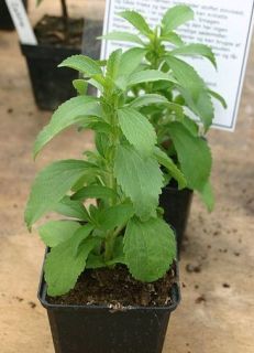 Stevia Plant Seed   Organic   Botanical Interests
