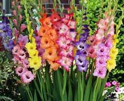Gladiolus Flower Bulb Mom Special 85 Limit Sale Hurry