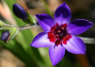 babiana is a genus of flowering plants in the family iridaceae