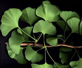  found it difficult to classify the Ginkgo. Therefore the Ginkgo