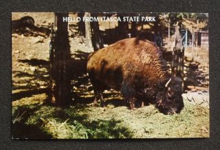 1960s Buffalo Hello Itasca State Park MN Clearwater Co Postcard