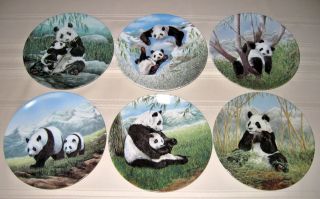 SET Joyce Bridgett ADORABLE GIANT PANDA BEARS & CUBS Plates Bxs+COAS