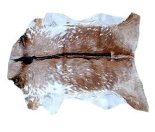 Western Taxidermy Hide Rug Goat Rodeo Rugs Skin 105