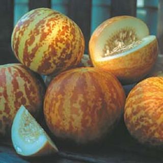  Melon Heirloom Seeds Fresh Seeds of 2012 Great Germination Rate
